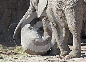 A Mother Elephant Cradles Her Baby with Her Trunk