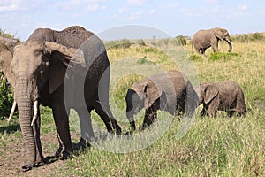 Mother elephant with her babies in the Massai Mara safari