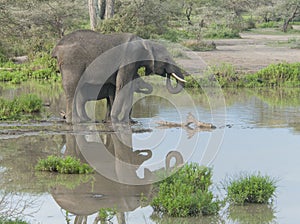 Mother elephant and her baby at a waterhole