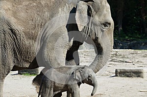 Madre un elefante il suo un bambino 