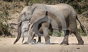 Mother elephant protecting her calf