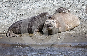 Mother elephant seal with young pups