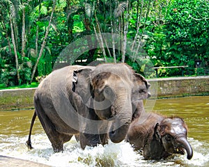 Mother Elephant and son elephant in safari park on Bali, Indonezia photo