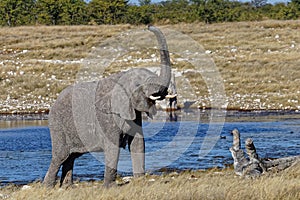 Mother elephant trumpeting by a waterhole in Etosha National Park.