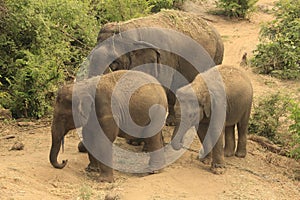 MOTHER ELEPHANT WITH TWO KIDS DOING MUD BATH IN FOREST