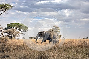 Mother elephant walking with baby elephant in savannah for food searching in Serengetti National Park, Tanzania