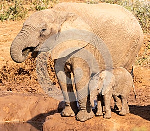 Mother elephant with young drinking water