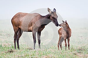 Mother elk showing her love for her young fawn
