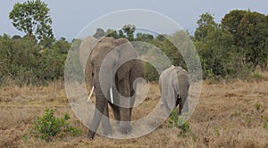 Mother escorting baby african elephant in the wild Ol Pejeta Conservancy