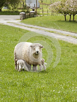 A mother ewe sheep with baby lambs nursing in Spring countryside, Upper Moutere, South Island, New Zealand