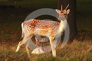 Mother fallow doe deer and her calf