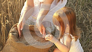 Mother farmer is playing with little son, daughter in field. close-up. ear of wheat in hand of a child. mother and