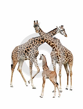 Mother, father and baby giraffe