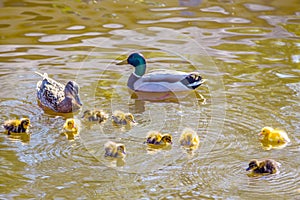 Mother and father duck with ducklings