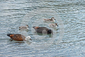 Mother and father ducks are teaching their ducklings how to find food in the shallow water of Lake Wakatipu