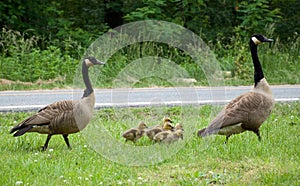 Mother and Father Goose with goslings