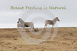 Mother feeding young Zebra in the bush in South Africa