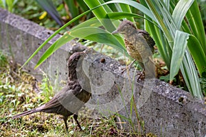 Mother feeds her chick. Common blackbird