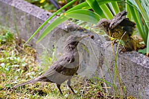 Mother feeds her chick. Common blackbird, Turdus merula. A photo of wild animals in a natural habitat. Photohunting