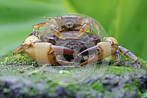 A mother field crab is holding a young to protect it from predators.