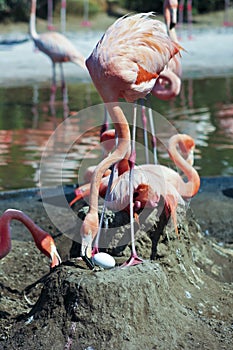 A Mother Flamingo Tends Her Large Egg