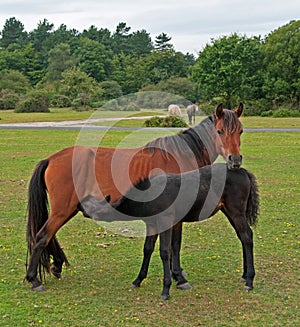 Mother & Foal