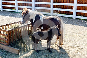 Mother and foal dartmoor ponies (Equus ferus caballus) graze on
