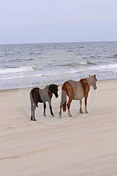 Mother and foal strolling on Corolla beach 2