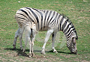 Mother and foal zebras