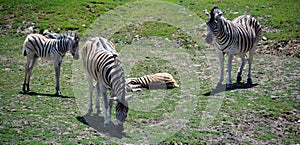 Mother and foal zebras