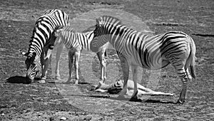 Mother and foal zebras