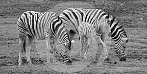 Mother and foal zebras are several species of African equids