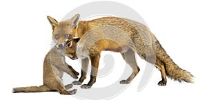 Mother fox carrying her cub (7 weeks old)