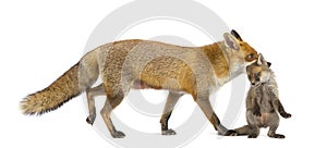 Mother fox carrying her cub (7 weeks old)