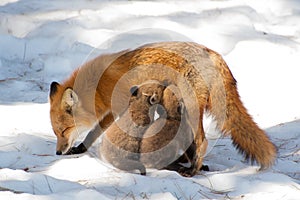 Mother fox feeding pups