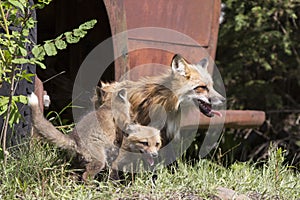 Mother fox and kits photo