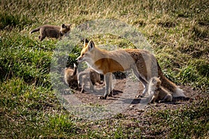 Mother fox and kits in the wild