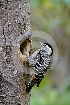 Mother Freckle-breasted woodpecker Dendrocopos macei garding her hole nest on the tree on hot day in Thailand photo