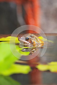 Mother frog carrying her child to a safe place.