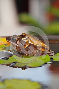 Mother frog carrying her child to a safe place.