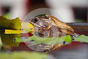 Mother frog carrying her child to a safe place.