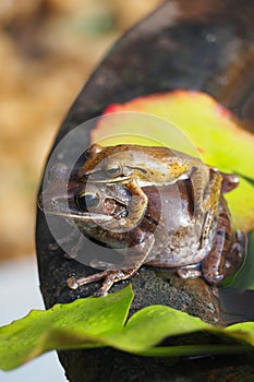 Mother frog carrying her child to a safe place.