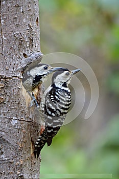 mother of fulvous-breasted woodpecker percing on its nest hole with her young chicken in the hole, lovely animal family