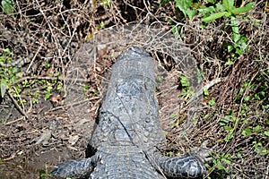 The mother gator suns herself on the marsh bank near her children