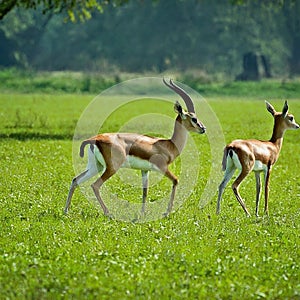 Mother gazelle and her fawn grazing peacefully in a field