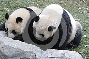 Mother Giant Panda is Playing Fighting with her Cub, Chengdu , China