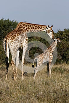 Mother giraffe