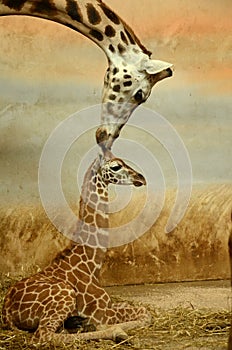 Mother-giraffe and baby-giraffe