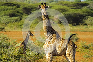 Mother Giraffe guides her baby through the savanna