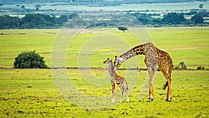 A mother giraffe with her baby